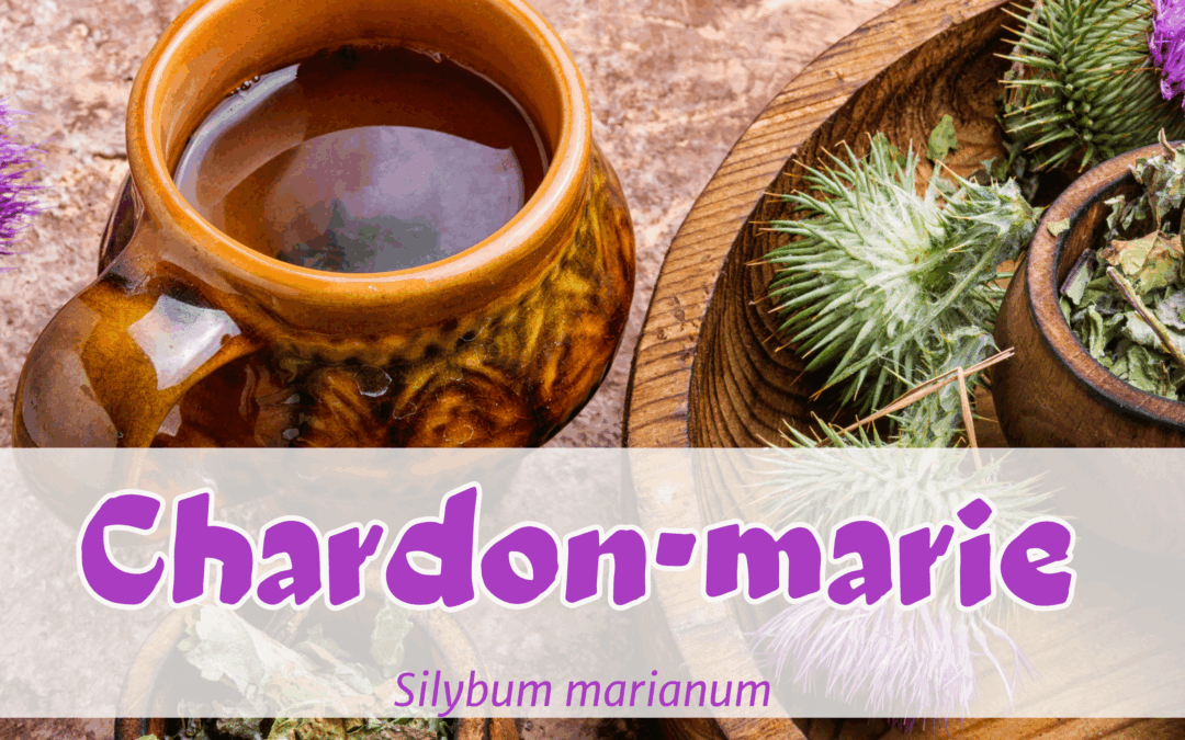 Le chardon-marie, la supportaire du foie