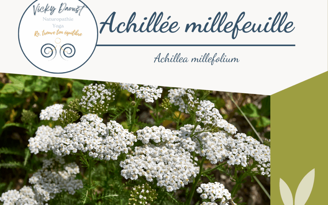 🌿 Achillée millefeuille : la rebelle douce du mois d’août