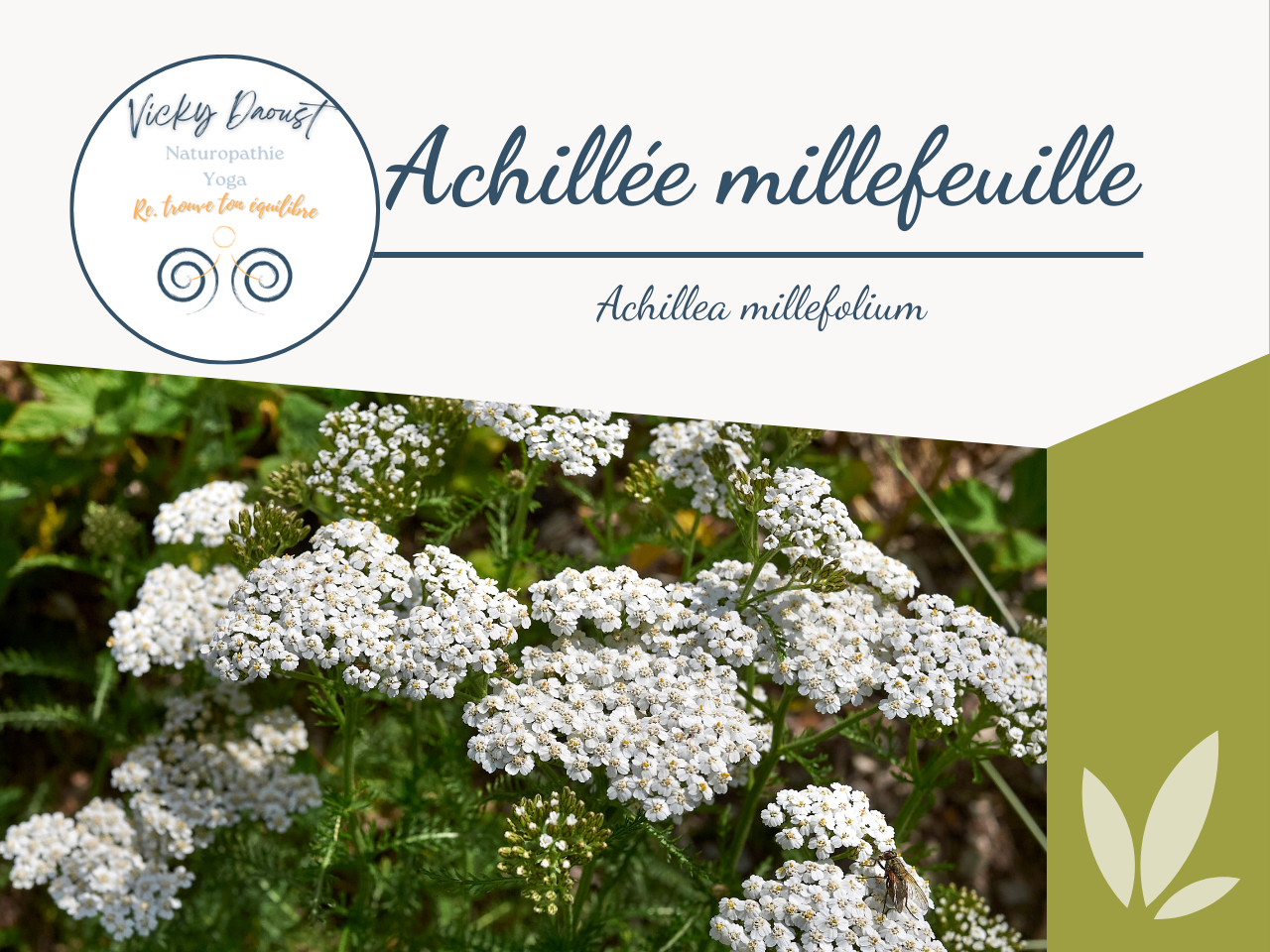 Achillée millefeuille en fleurs dans un champ en août