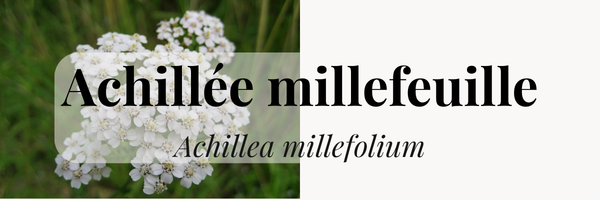Achillée millefeuille : la rebelle douce du mois d’août