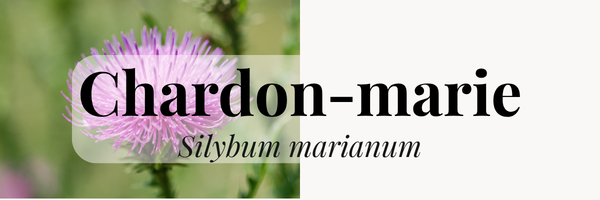 chardon-marie-blogue